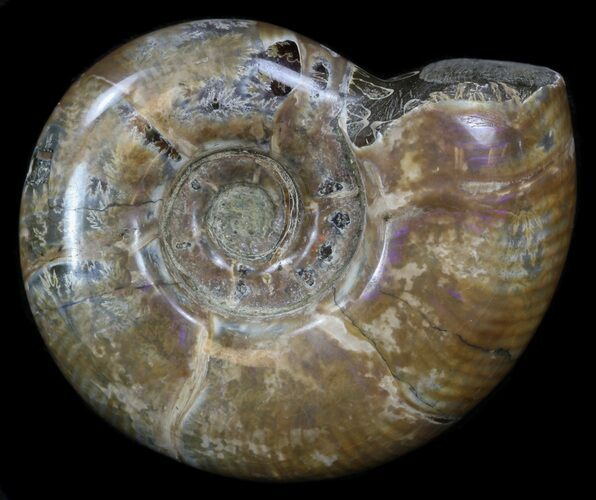 Polished Ammonite (Anapuzosia) - Madagascar #34224